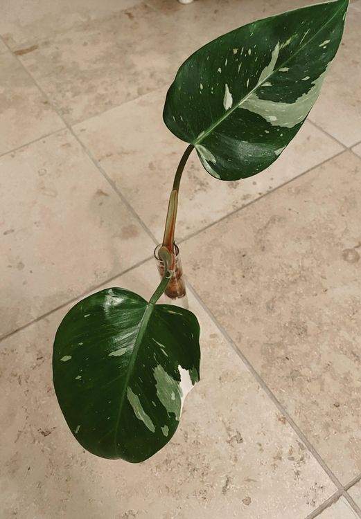 Philodendron White Princess | Kaufen auf Ricardo