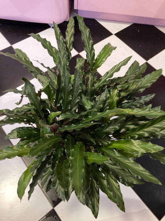 Grande calathea rufibarba elger grass Acheter sur Ricardo
