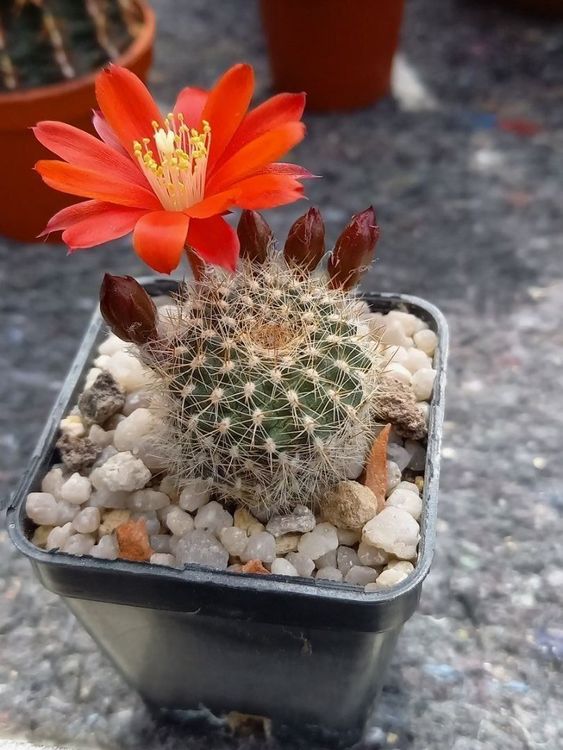 Kaktus Rebutia spec. mit roter Blüte Kaufen auf Ricardo