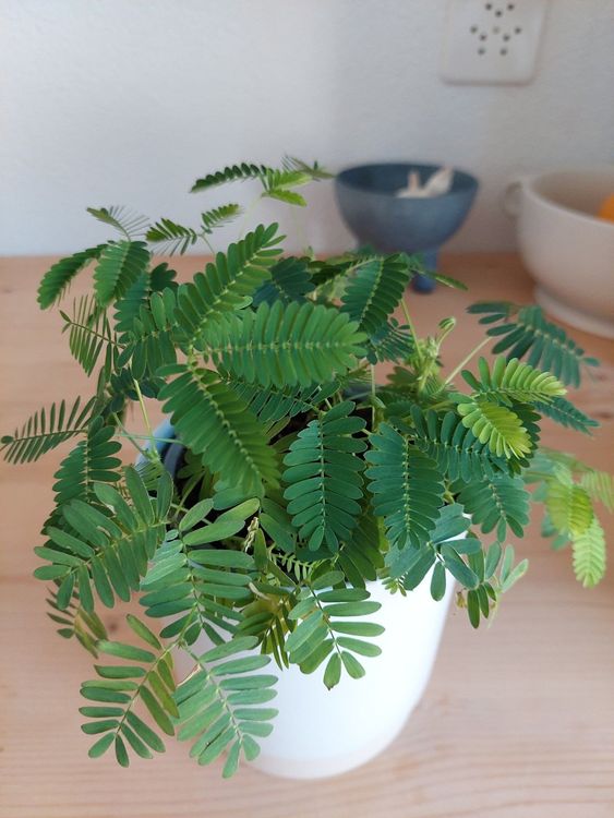 mimose-kaufen-auf-ricardo
