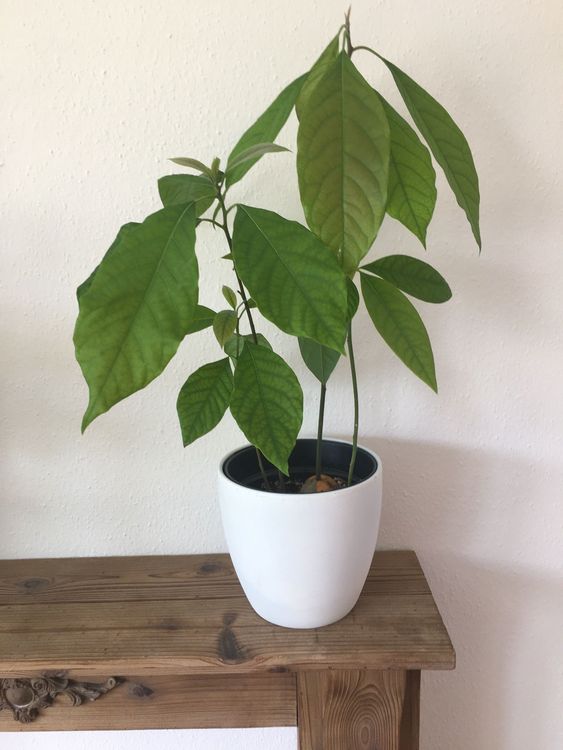 Zimmerpflanze Avocado Pflanze Wald Family im Blumentopf Kaufen auf