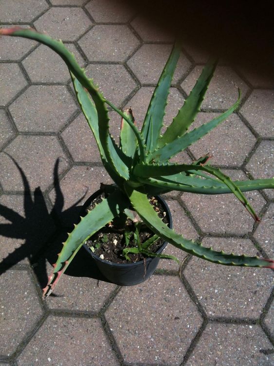 Tintenfisch Aloe Aloe Arborescens Kaufen Auf Ricardo 9871