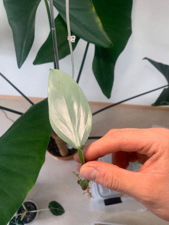 Philodendron „silver Sword Steckling Kaufen Auf Ricardo