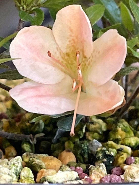 Azalea satsuki Kaufen auf Ricardo