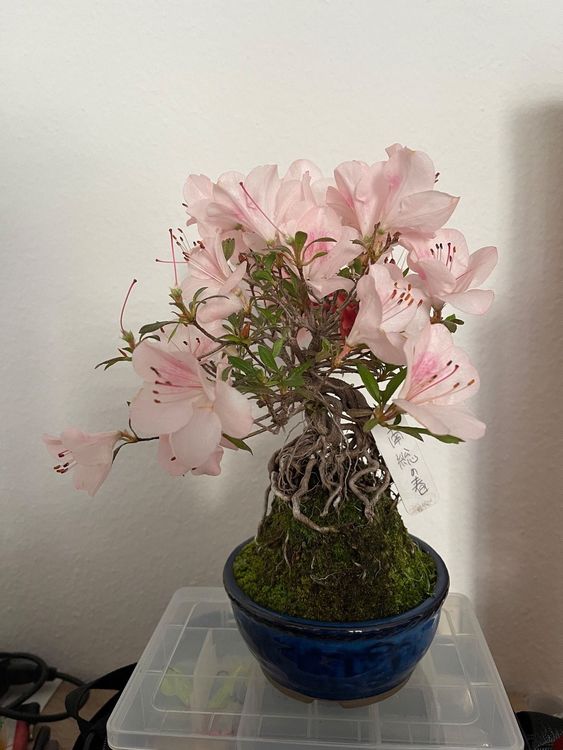 Azalea satsuki Kaufen auf Ricardo