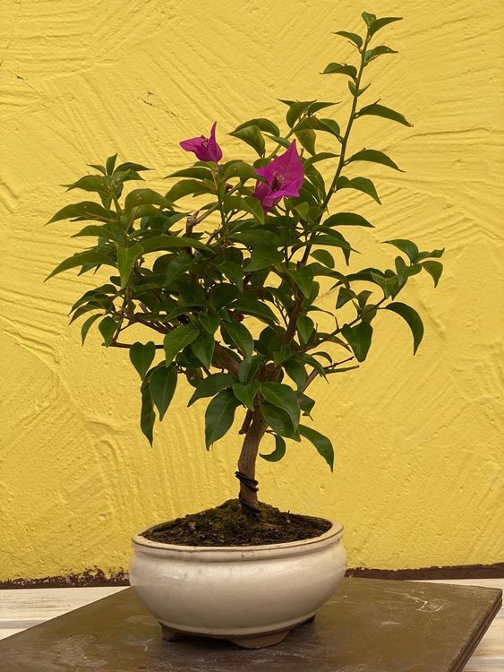 Bonsai Bougainvillea 14 Jahre Kaufen auf Ricardo