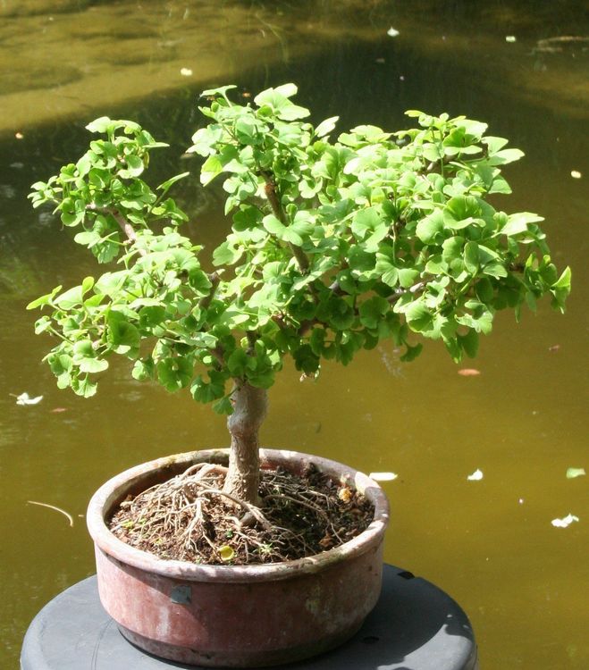 BONSAI Ginkgo Biloba Kaufen auf Ricardo