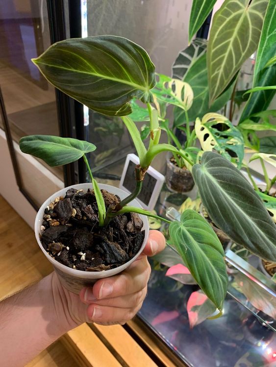 Philodendron Melanochrysum Kaufen auf Ricardo