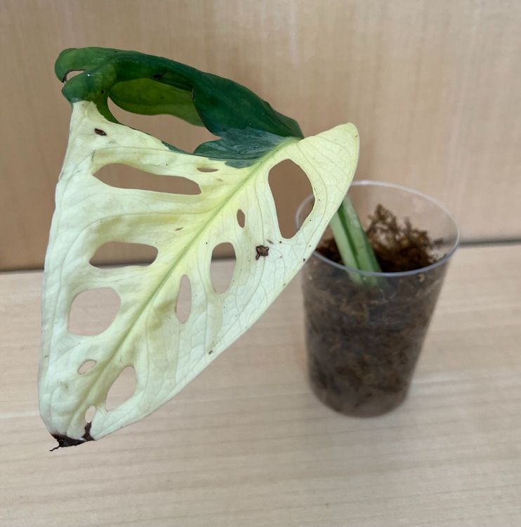 Monstera Adansonii Ableger