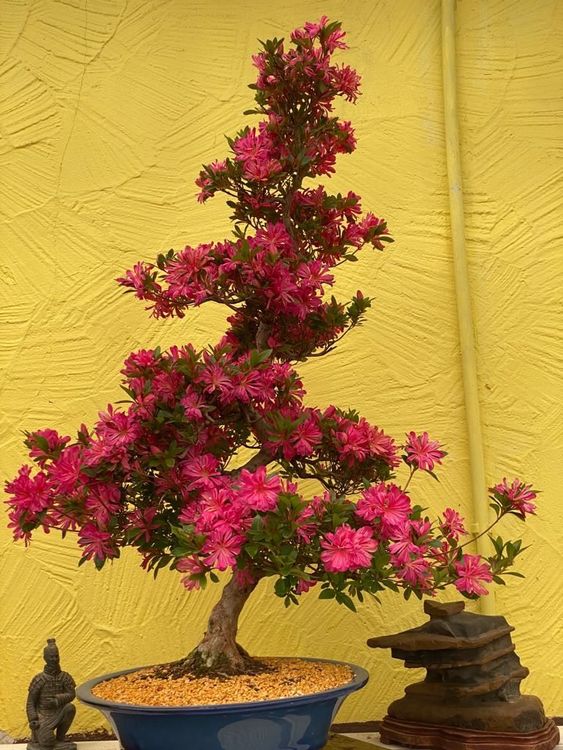 Azalee Rarität Satsuki "Hanabin“ 30 Jahre Acheter sur Ricardo