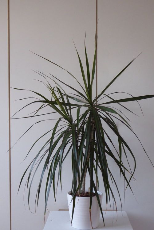 Zimmerpflanze Dracaena marginata 1