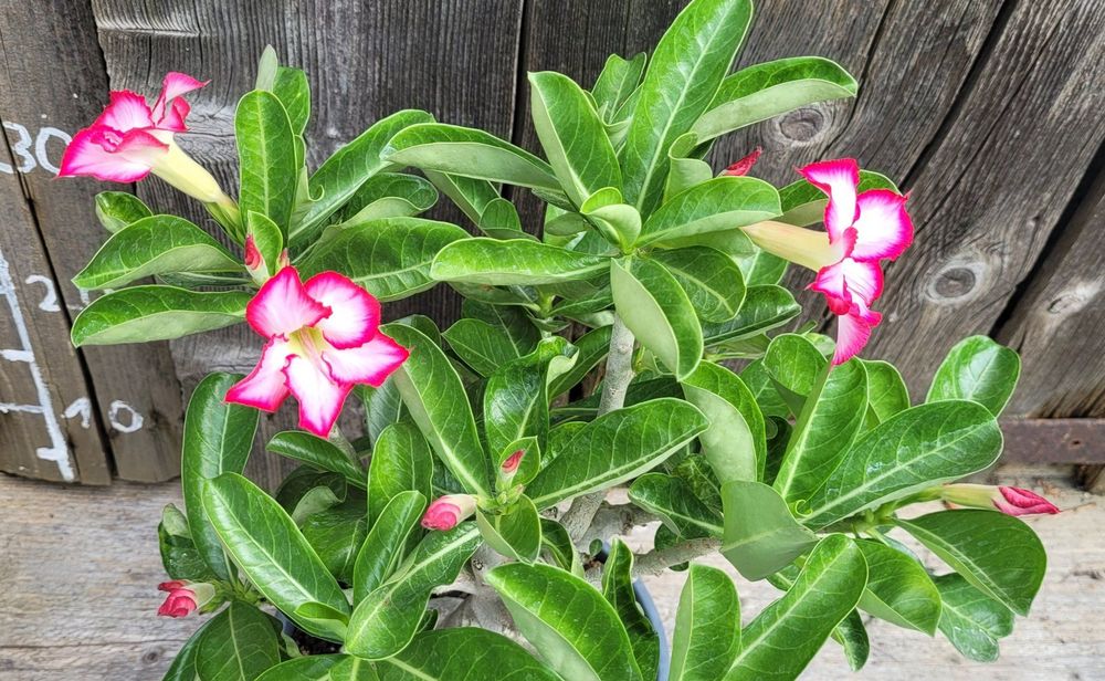 Adenium Obesum / Wüstenrose Weiss Pink Kaufen auf Ricardo