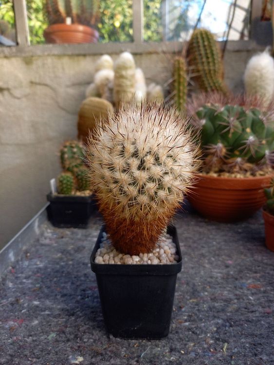 Kaktus Turbinicarpus Beguinii Senilis Kaufen Auf Ricardo