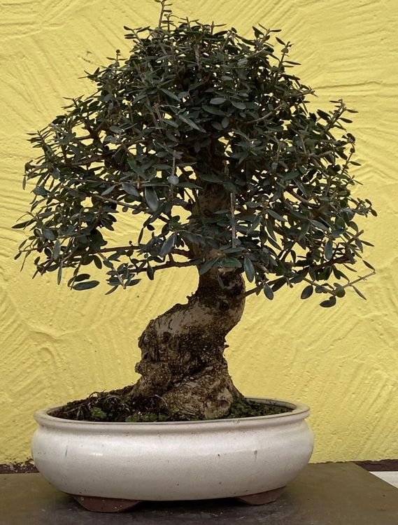 Bonsai Olive Olea europaea Sylvestris ca. 60 Jahre alt | Kaufen auf Ricardo