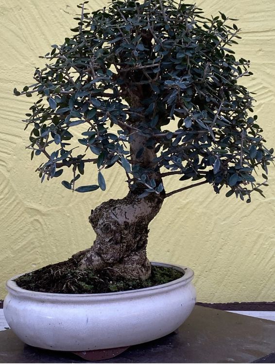 Bonsai Olive Olea europaea Sylvestris ca. 60 Jahre alt | Kaufen auf Ricardo