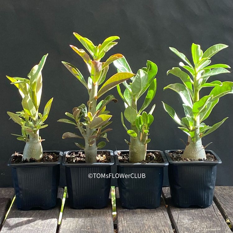 Adenium obesum / Wüstenrose Kaufen auf Ricardo