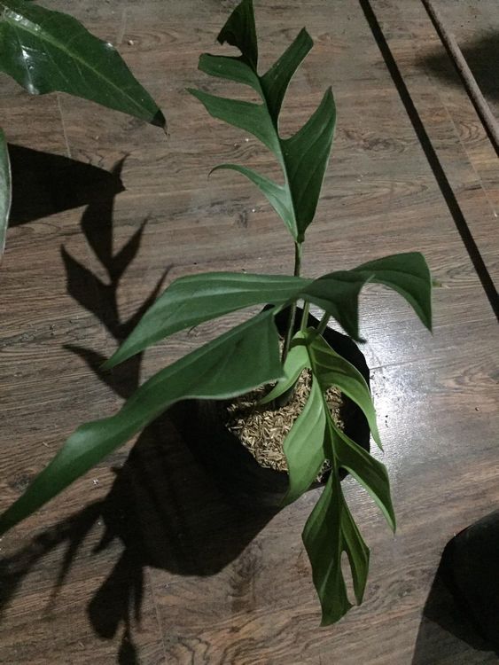 Monstera spruceana Jungpflanze | Kaufen auf Ricardo