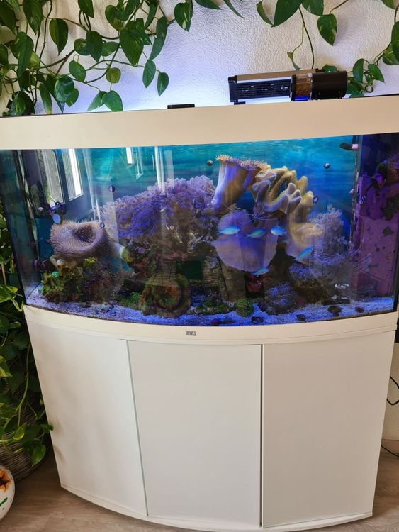Meerwasser Juwel Aquarium Kaufen auf Ricardo