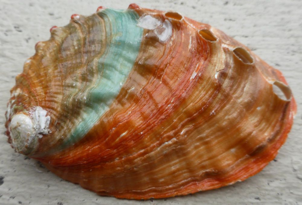 HALIOTIS DISCUS HANNAI; 9 CM, SCHÖN ORANGE /GRÜN, GROSS Kaufen auf