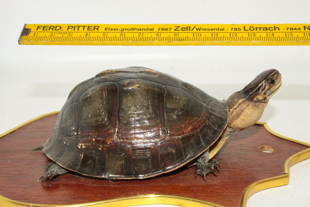 Schildkröte Gartenfigur 17cm Aus Harz - Frostbeständige Deko Für Draußen