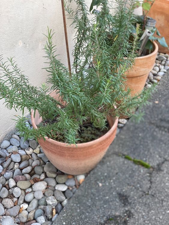 Rosmarin im Topf Kaufen auf Ricardo