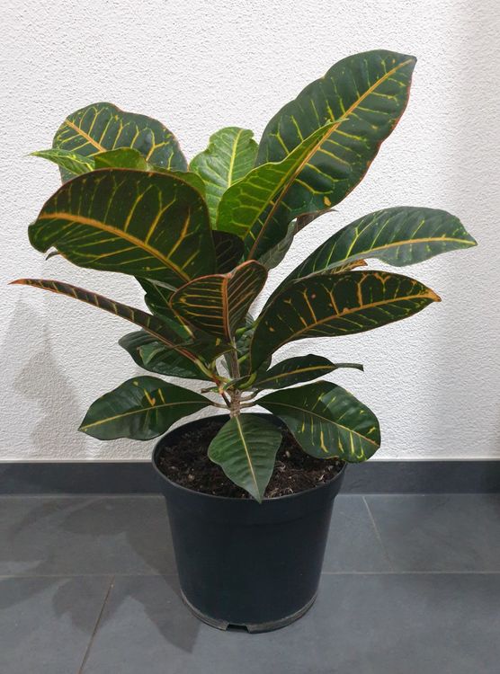 Pflanze Kroton Croton Codiaeum variegatum Mrs. Iceton Kaufen auf Ricardo