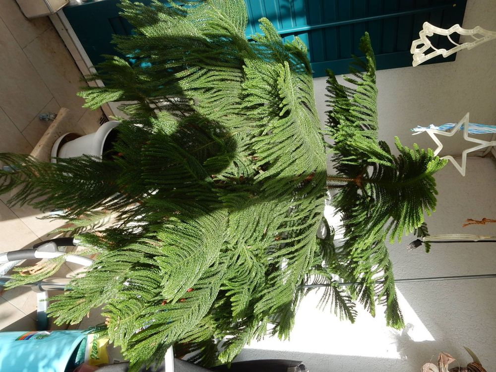 Nadelbaum, Weihnachtsbaum attraktiv, 180 cm Kaufen auf Ricardo