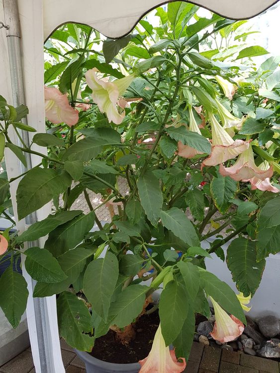 Engelstrompete pink im Topf Kaufen auf Ricardo