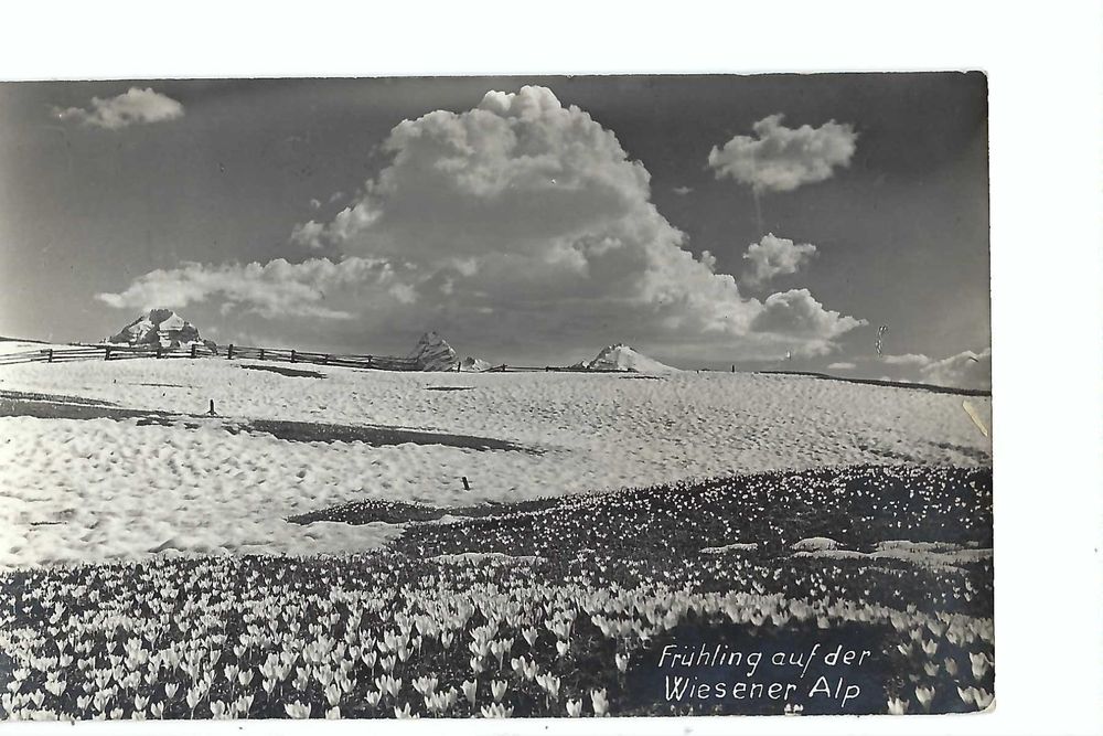 DAVOSWIESEN Frühling auf Wiesener Alp 1929; Lungenkranke Kaufen auf