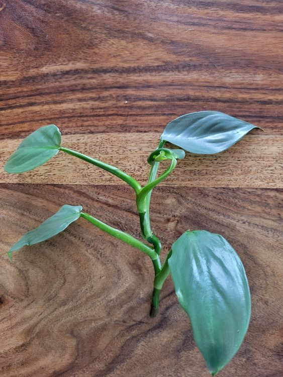 Philodendron Silver Sword Ableger Kaufen Auf Ricardo