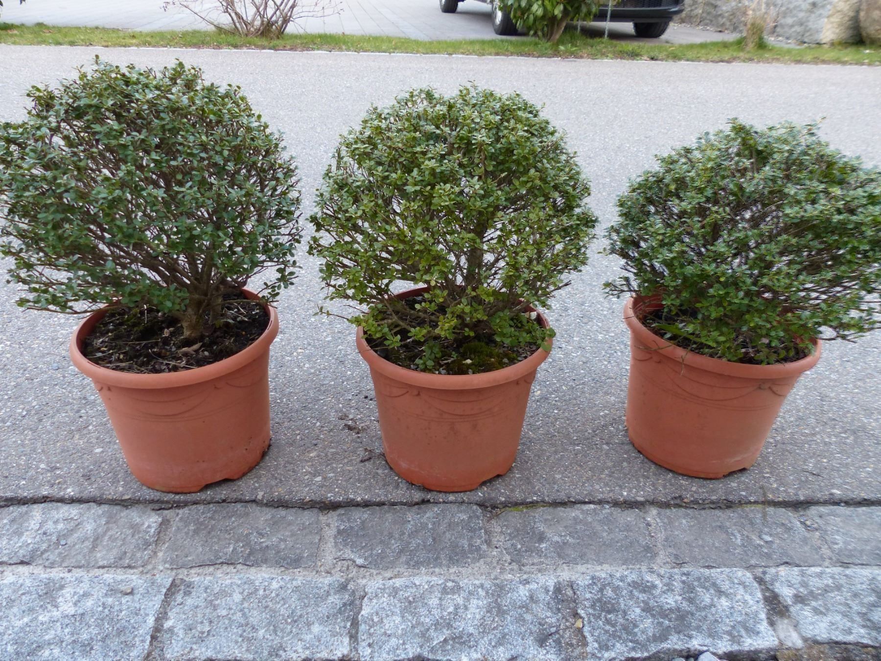 Fumier En Granul  Comment Bien Lutiliser Au Jardin