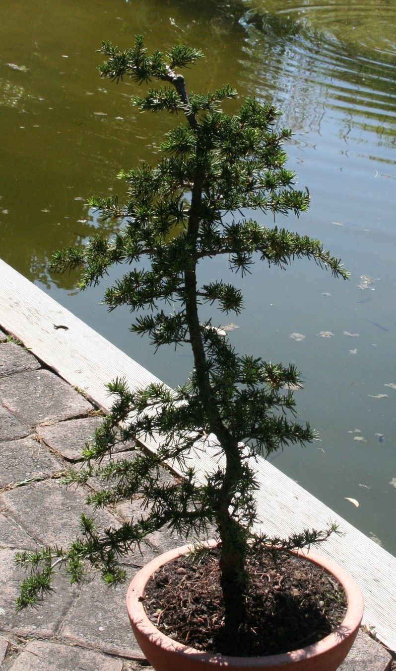 BONSAI, Libanon Zeder kaufen auf Ricardo