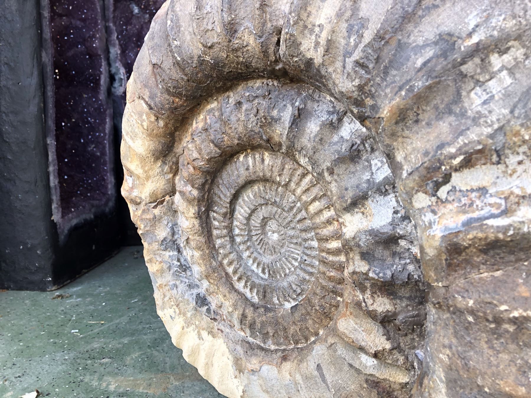 502 g Fossilien Ammonit Schnecke 149 p 148 mm XXL Ammoniten Paar Poliert Ø ca 