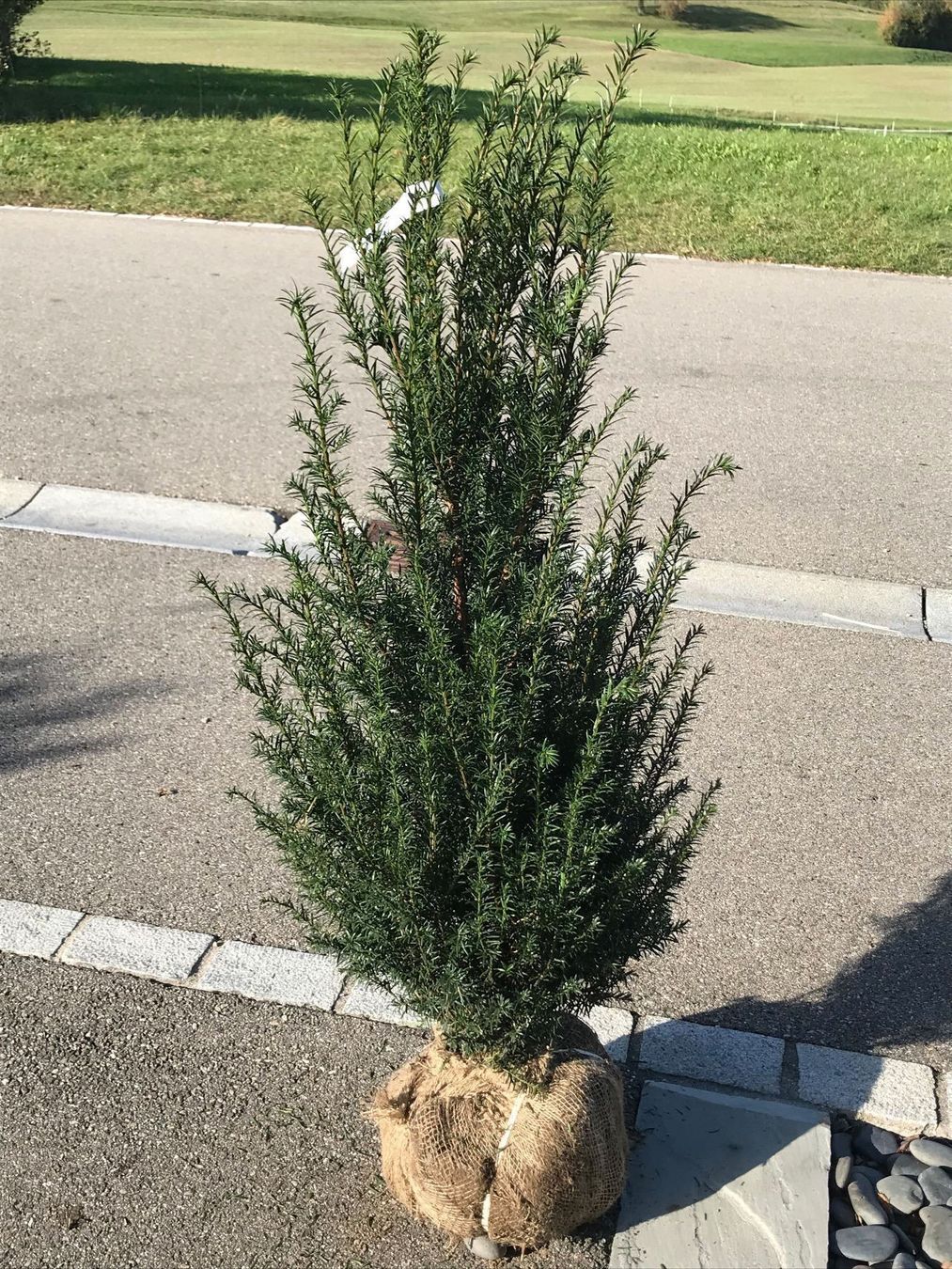 Taxus Eiben Heckenpflanzen H 80 100cm Kaufen Auf Ricardo