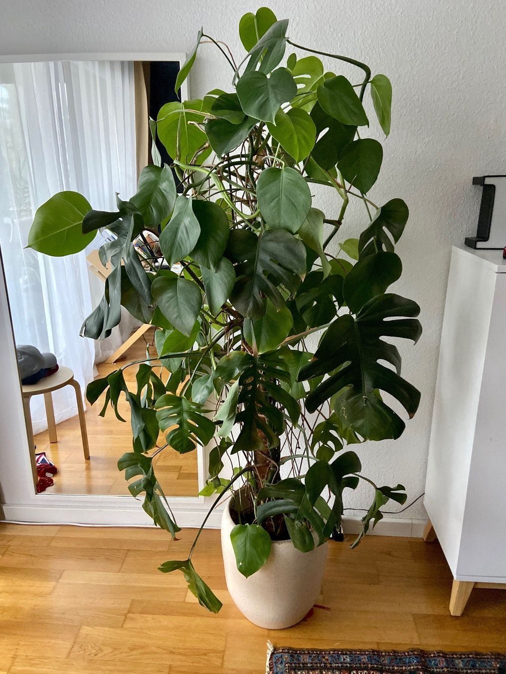 Wundersch ne Monstera  175 cm inkl Topf  Kaufen  auf Ricardo