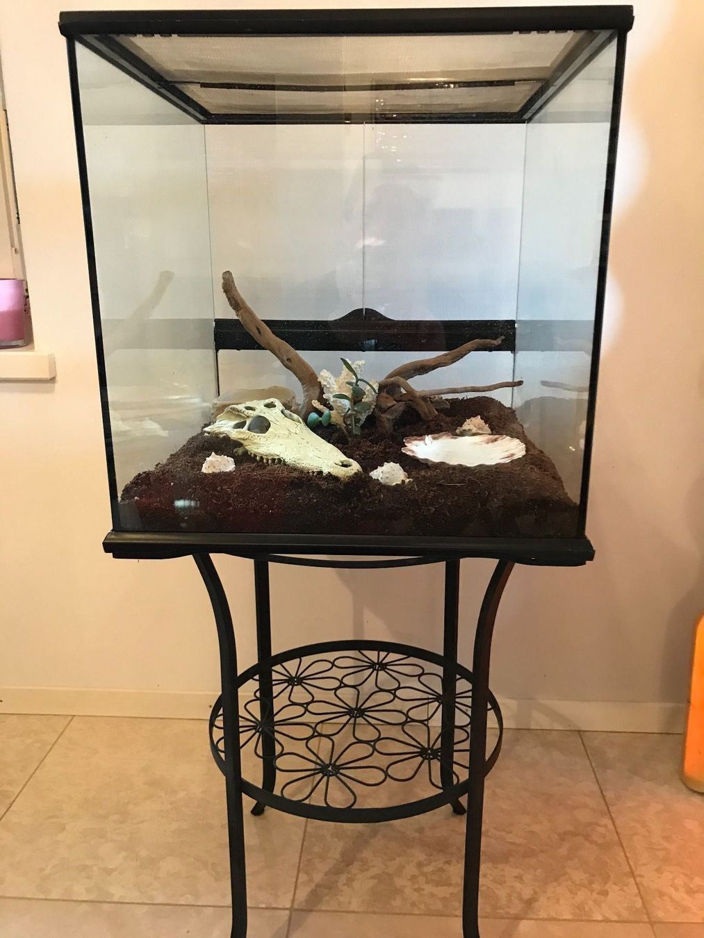 Skorpion Terrarium Exo Terra Skelett Kaufen auf Ricardo