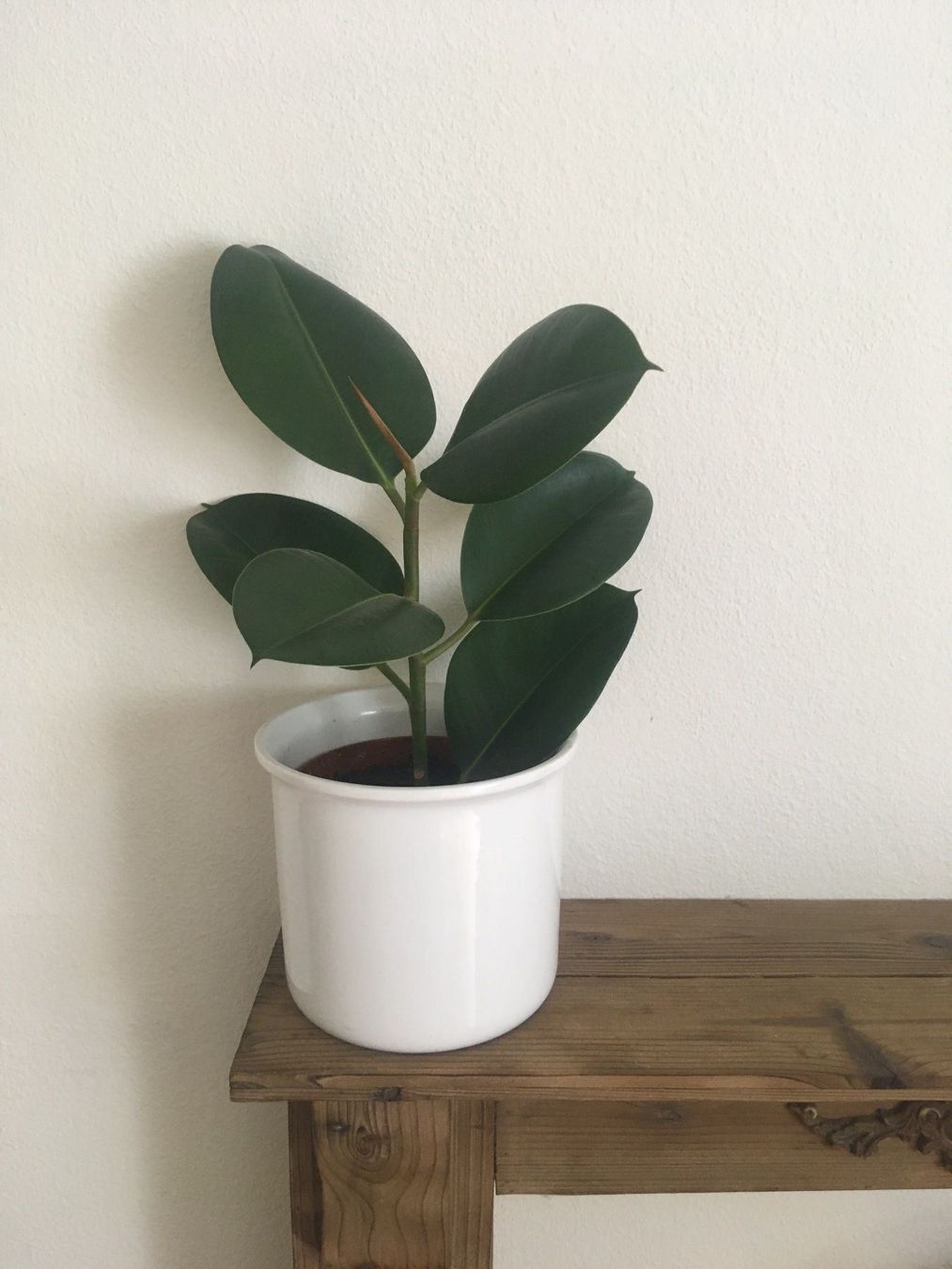 Pflegetipps Mehr Zu Pflanzung  Pflege Baldurgarten