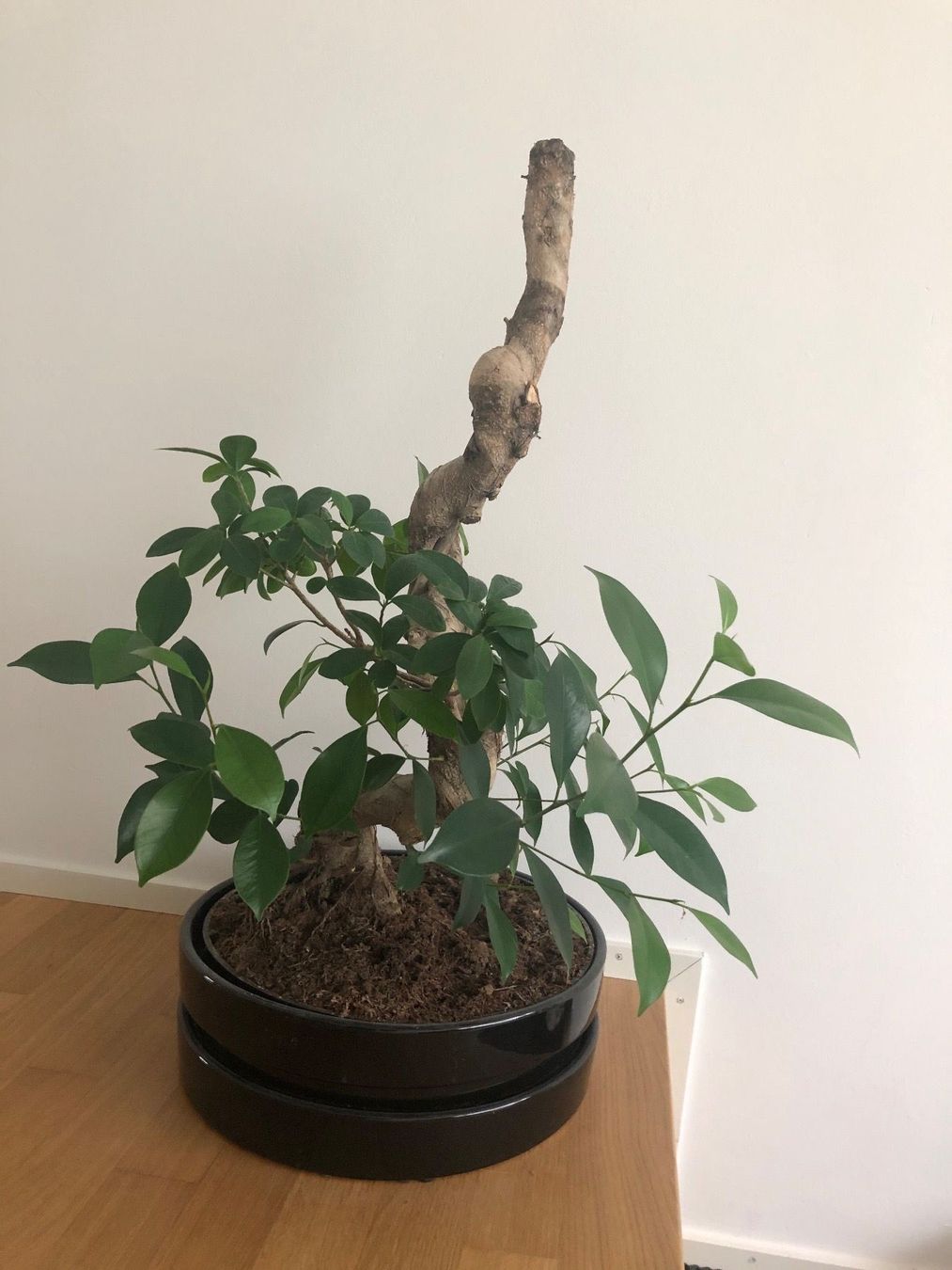 Zimmerpflanze Bonsai Kaufen auf Ricardo