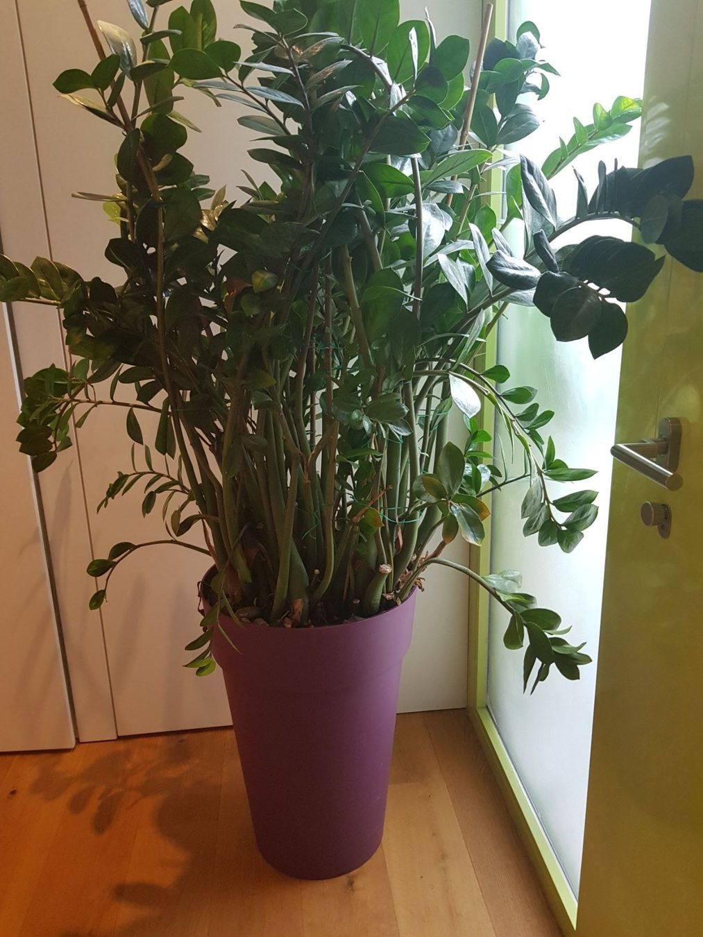 Grosse Zimmerpflanze für Haus oder Büro kaufen auf Ricardo