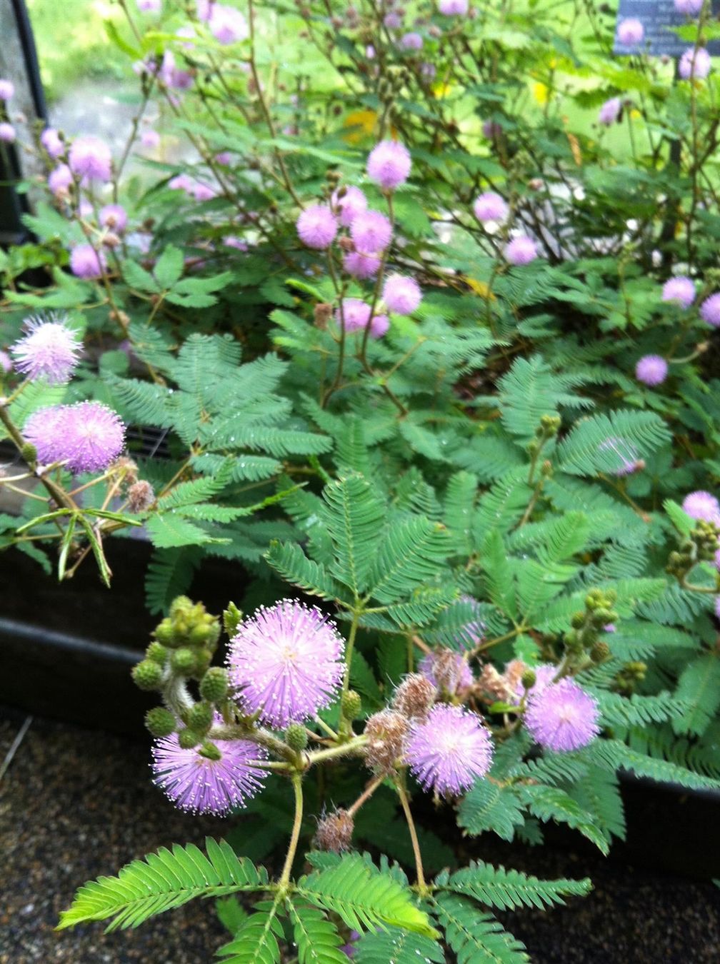 mimosa-pudica-eine-pflanze-kaufen-auf-ricardo