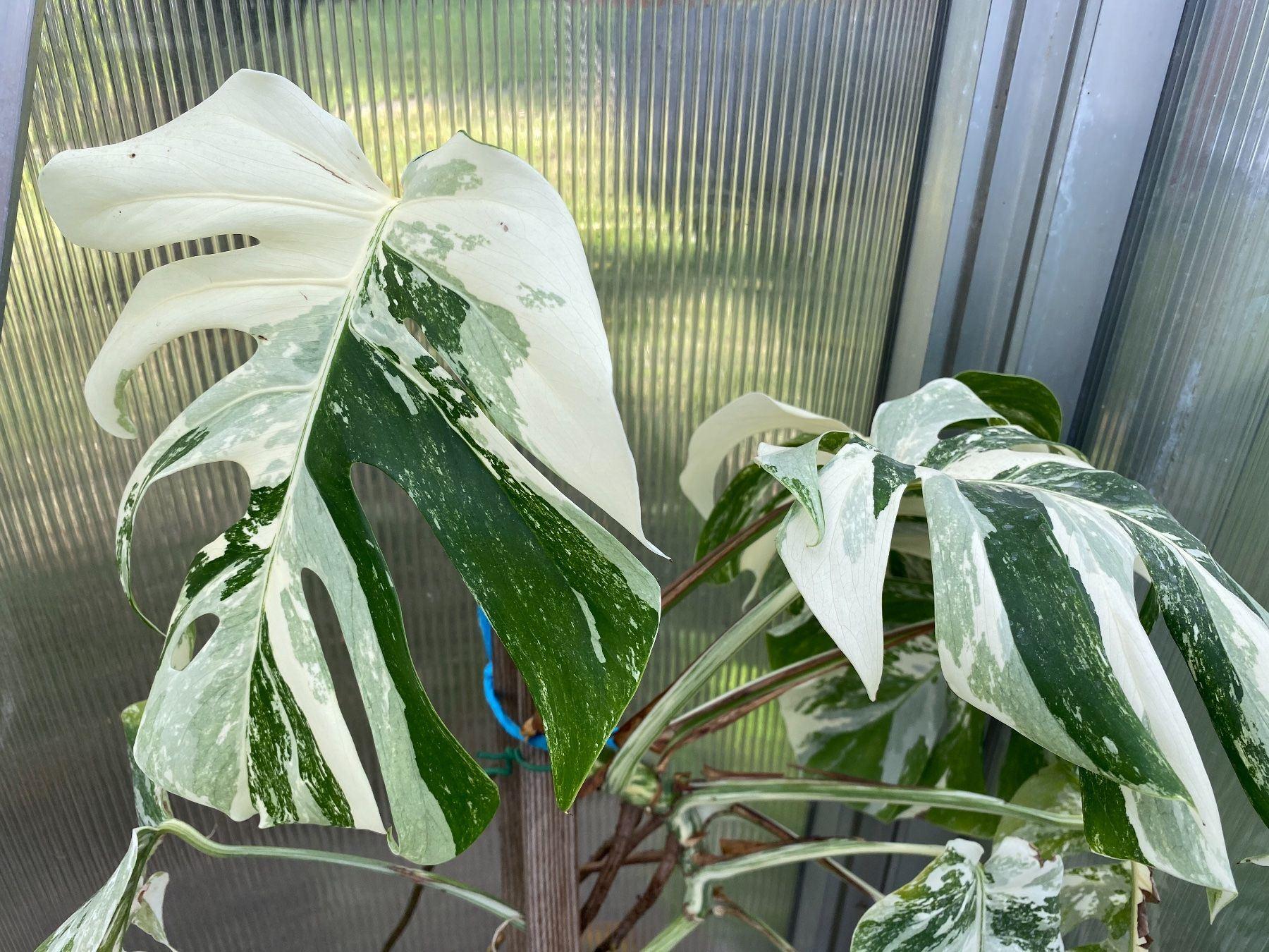 Monstera Variegata Kaufen Auf Ricardo