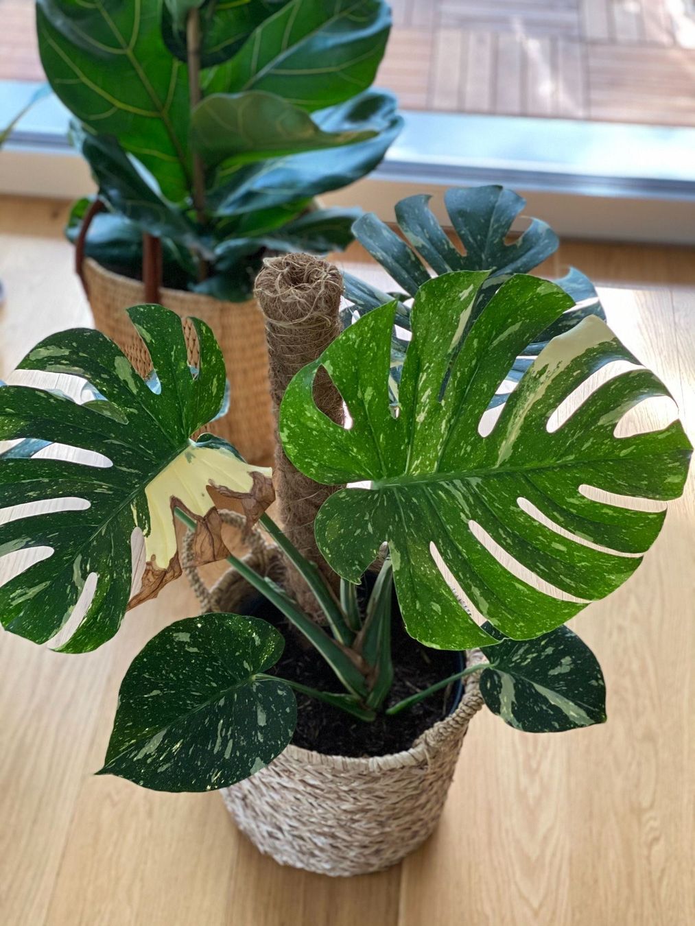 Monstera Variegata Thai Constellation Kaufen Auf Ricardo