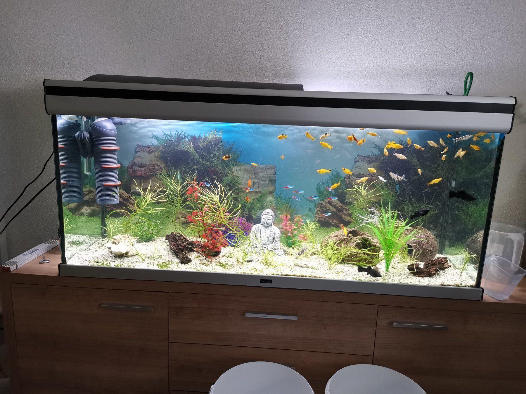 240 L Aquarium inkl. Möbel und Inhalt | Kaufen auf Ricardo