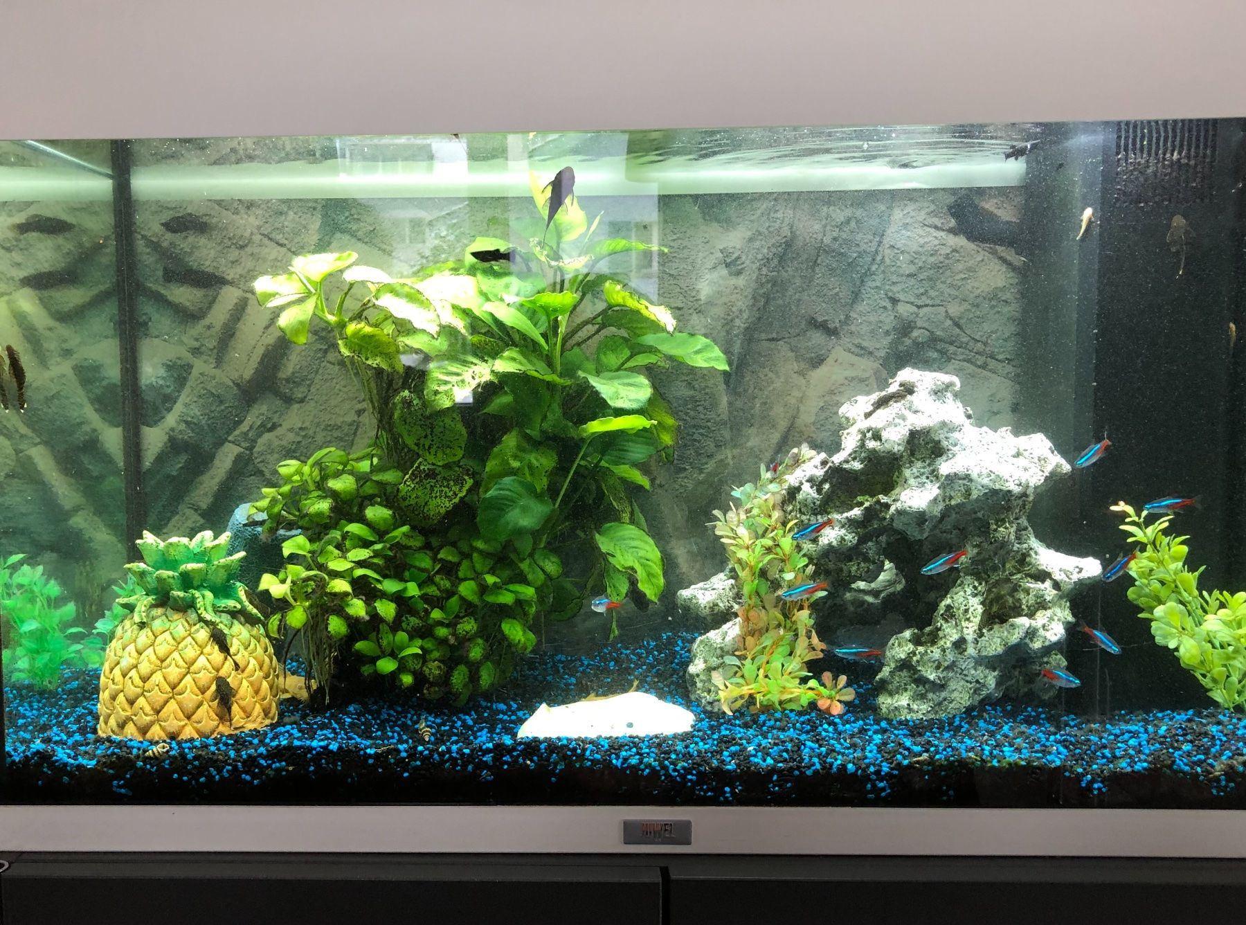 Aquarium 120 Liter ( Diverses Zubehör ) | Kaufen auf Ricardo