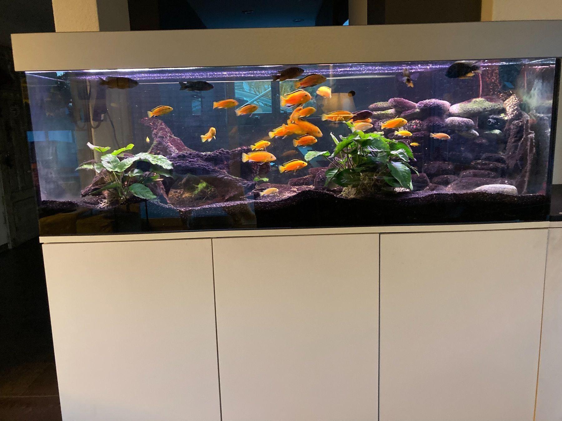 Aquarium 150 cm, 450 Liter mit Zubehör | Kaufen auf Ricardo