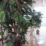 Grünpflanze künstlich