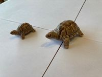 Schildkröten aus Grossbritannien