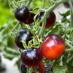50 Samen schwarze Tomate INDIGO ROSE