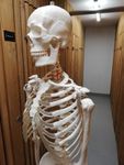 Anatomie Skelett Modell