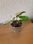 Syngonium podophillum albo variegata